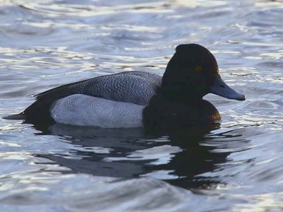 Lesser Scaup, Hogganfield Loch, Clyde