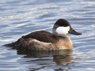 Ruddy Duck, Hogganfield Loch, Clyde