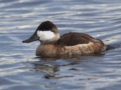 Ruddy Duck, Hogganfield Loch, Clyde