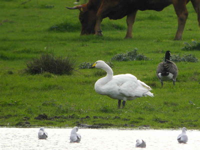 Whooper Swan, Carbarns Pond, Clyde