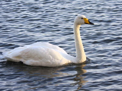 Whooper Swan, Hogganfield Loch, Clyde