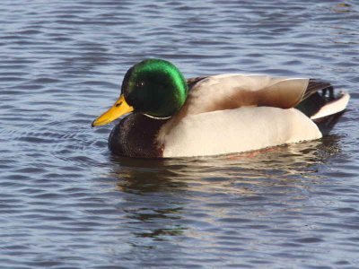 Mallard (drake), Auchenharvie, Ayrshire