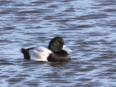 Greater Scaup (male), Auchenharvie, Ayrshire