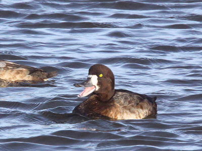 Greater Scaup (female), Auchenharvie, Ayrshire
