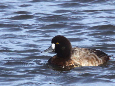 Greater Scaup (female), Auchenharvie, Ayrshire
