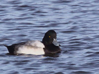 Greater Scaup (male), Auchenharvie, Ayrshire