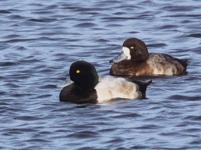 Greater Scaup, Auchenharvie, Ayrshire