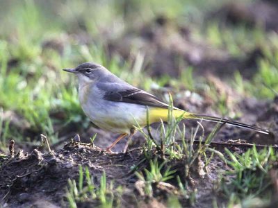 Grey Wagtail, Loch Lomond NNR, Clyde