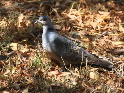 Dusky Turtle-dove, Lalibela