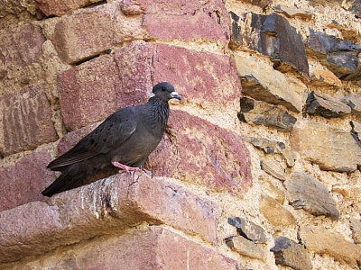 White-collared Pigeon, Gonder