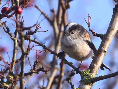 Long-tailed Tit, Merryton Haugh, Clyde
