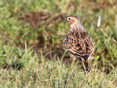 Skylark, Loch Lomond NNR, Clyde