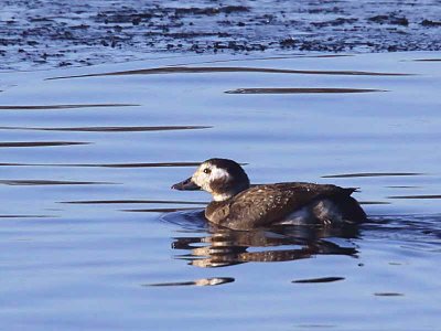 Long-tailed Duck, Garnqueen Loch, Clyde