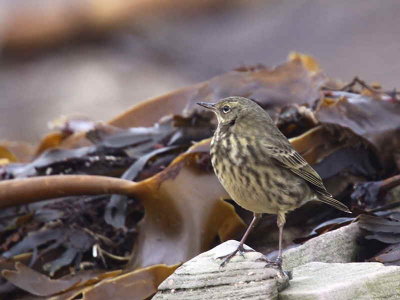 Rock Pipit, Balcomie, Fife