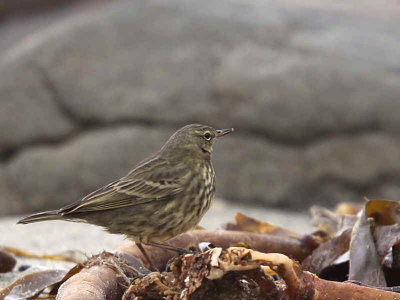 Rock Pipit, Balcomie, Fife