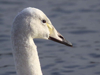 Whooper Swan (1st Winter), Hogganfield Loch, Glasgow