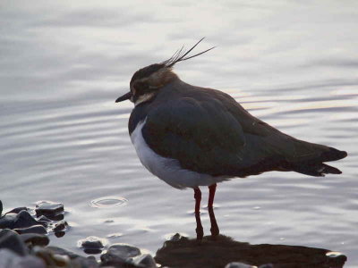 Northern Lapwing, Strathclyde Loch, Clyde