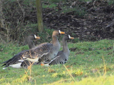 Greenland White-fronted Geese, Gartocharn, Clyde