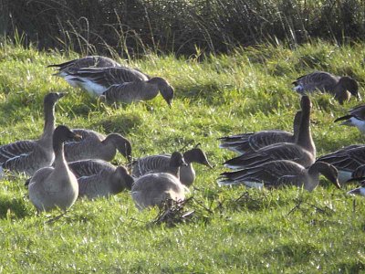 Taiga Bean Geese, Fannyside Muir, Clyde