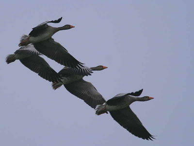 Greylag Goose