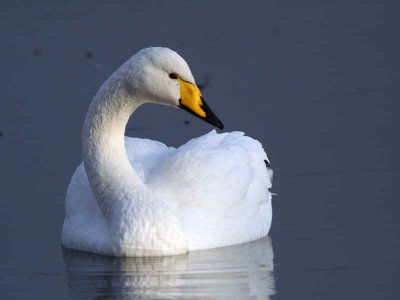 Whooper Swan, Hogganfield Loch, Glasgow