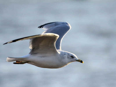 Ring-billed Gull, Dundee
