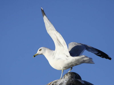 Ring-billed Gull, Dundee