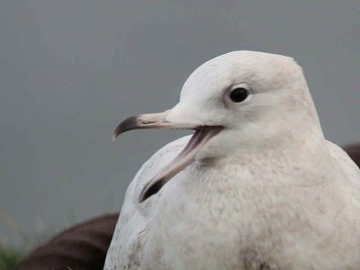 Iceland Gull, Troon Harbour, Ayrshire