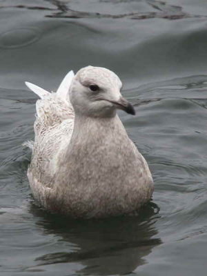Iceland Gull, Troon Harbour, Ayrshire