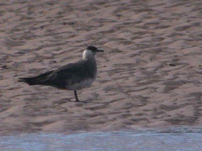 Pale phase Arctic Skua , Tyningham Bay, Lothian