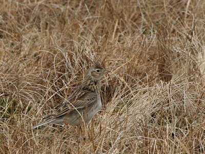 Skylark, Lowther Hill, Clyde