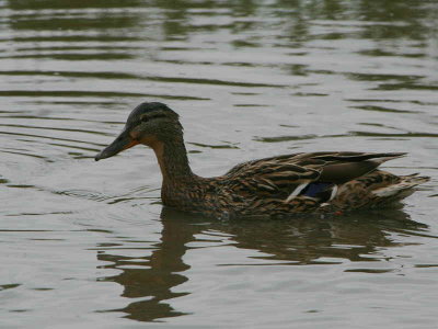 Mallard (duck), Caerlaverock WWT, Dumfries