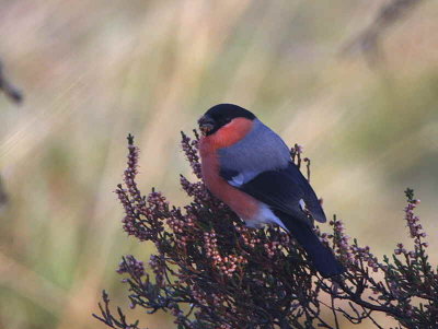 Bullfinch, Dumbrock Muir, Clyde