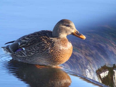 Mallard, Strathclyde Loch, Clyde