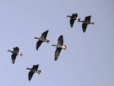 Greenland White-fronted Geese, Gartocharn, Clyde