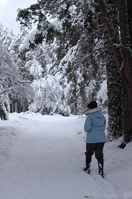 Rothiemurchus forest path