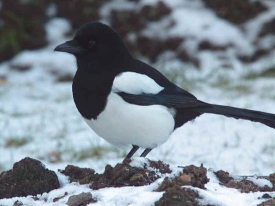 Magpie, Baillieston, Glasgow