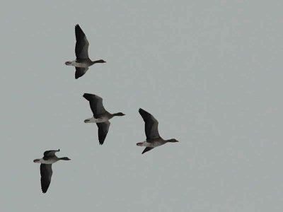 Greylag Geese, Loch Lomond NNR, Clyde