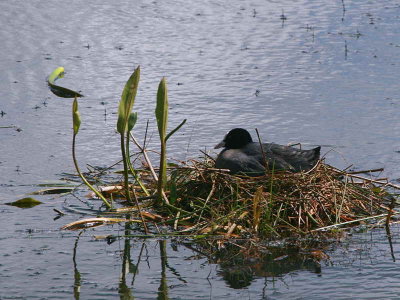 Coot, Carbarns, Clyde