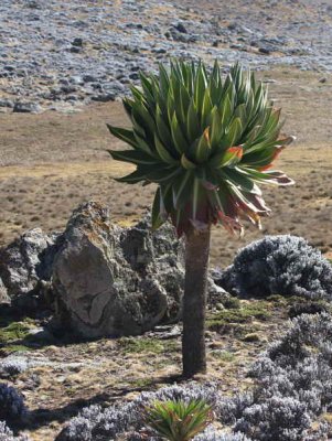 A giant lobelia plant, Sanetti Plateau, Bale Mountains NP, Ethiopia