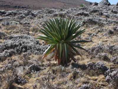 A giant lobelia plant, Sanetti Plateau, Bale Mountains NP, Ethiopia