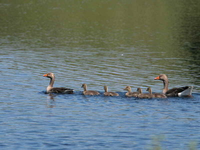 Greylag Goose, Burncrooks Reservoir, Clyde