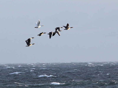 Greylag Goose, Fife Ness