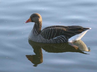 Greylag Goose, Hogganfield Loch, Clyde