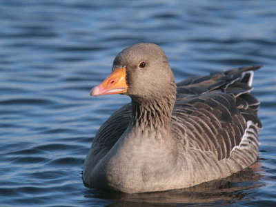 Greylag Goose, Hogganfield Loch, Clyde