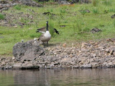 Canada Geese, Burncrooks Reservoir, Clyde