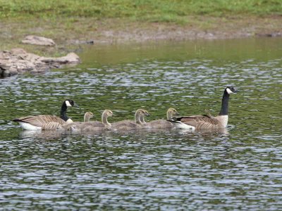 Canada Geese, Burncrooks Reservoir, Clyde