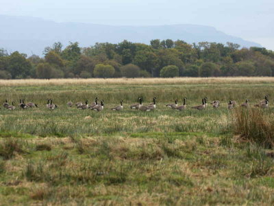 Canada Geese, Loch Lomond NNR