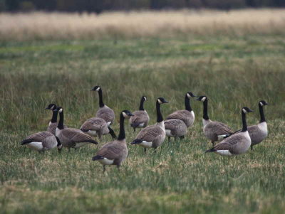 Canada Geese, Loch Lomond NNR