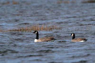 Canada Geese, Loch Lomond NNR